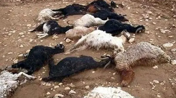 سیل در روستای قره چریان زنجان بیش از ۱۰۰ راس گوسفند را تلف کرد