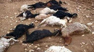 سیل در روستای قره چریان زنجان بیش از ۱۰۰ راس گوسفند را تلف کرد