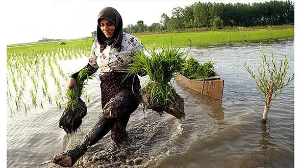 حتی یک زن شالیکار مازندرانی هم بیمه نیست / وزارت جهاد کشاورزی به مسئله بیمه شالیکاران ورود کند