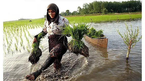 حتی یک زن شالیکار مازندرانی هم بیمه نیست / وزارت جهاد کشاورزی به مسئله بیمه شالیکاران ورود کند