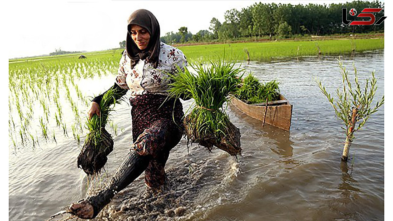 حتی یک زن شالیکار مازندرانی هم بیمه نیست / وزارت جهاد کشاورزی به مسئله بیمه شالیکاران ورود کند