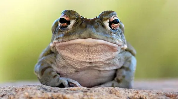 وزغ و بازار مواد مخدر؛ قربانی پنهانی که سنگینی توهم انسان را تحمل می‌ کند