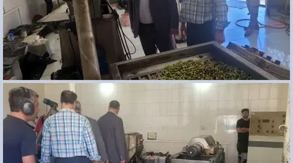 بازدید از کارگاه روغن کشی زیتون اتحادیه تعاونی روستایی شهرستان ایلام