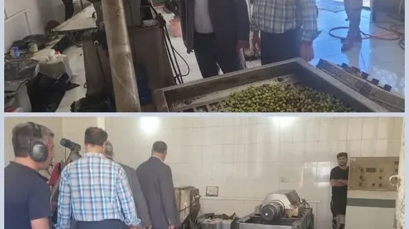 بازدید از کارگاه روغن کشی زیتون اتحادیه تعاونی روستایی شهرستان ایلام