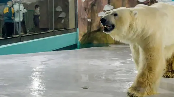 در این هتل با خرس‌های قطبی زندگی کنید! + عکس