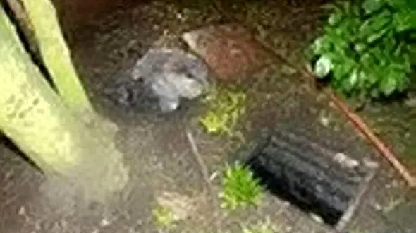 یک لوله کش جسد نوزادی را در مخزن فاضلاب کشف کرد+ عکس