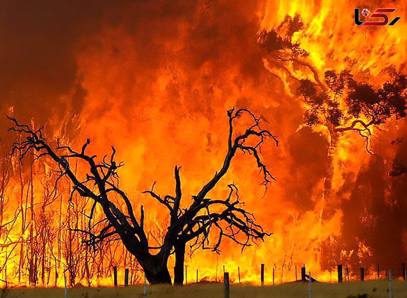 هشدار وقوع آتش سوزی در مراتع و جنگل‌ها با گرم‌تر شدن هوا
