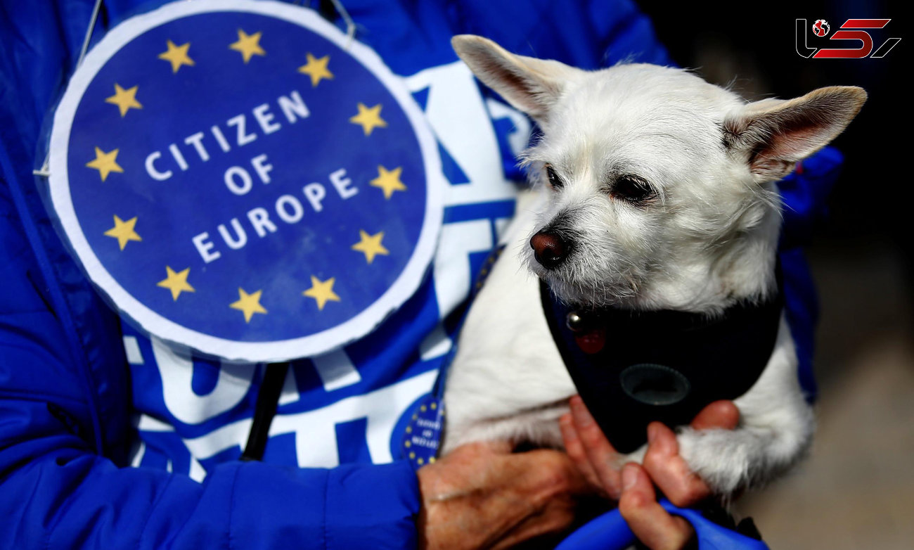 راهپیمایی صدها سگ در اعتراض سیاسی به انگلیس ! + تصاویر