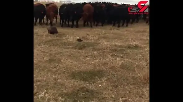 سگ آبی که تبدیل به رهبر گله گاو ها شد+فیلم 