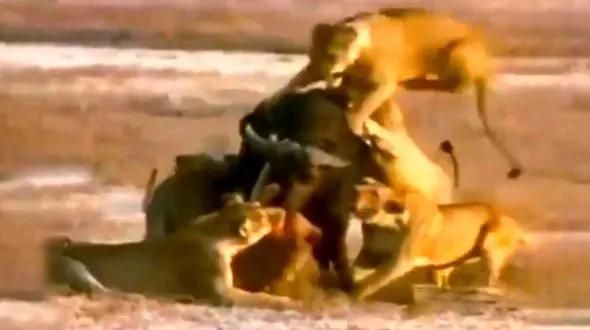 مقاومت دیدنی بوفالو در مقابل گله شیرها + فیلم