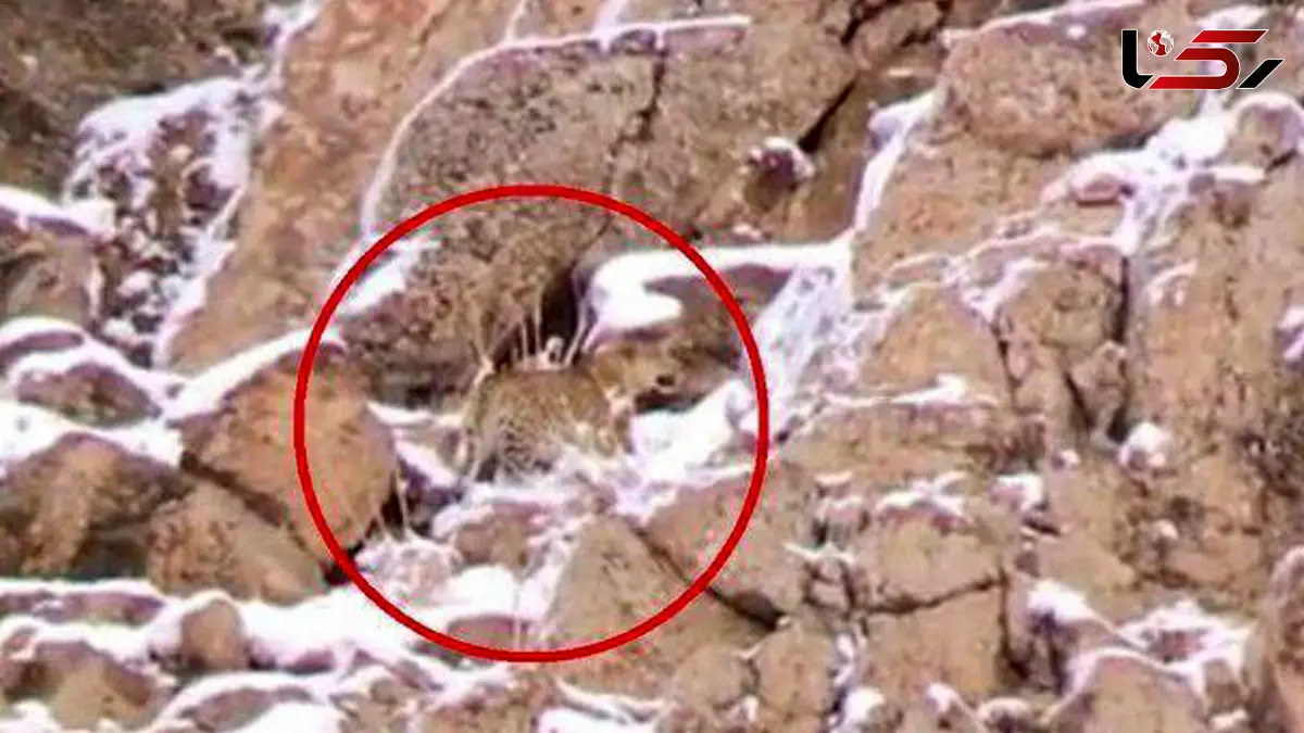 فیلم حضور پلنگ ایرانی در ارتفاعات پارک ملی لار