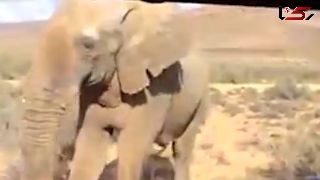 حمله فیل عصبانی به اتوبوس توریست‌ها + فیلم