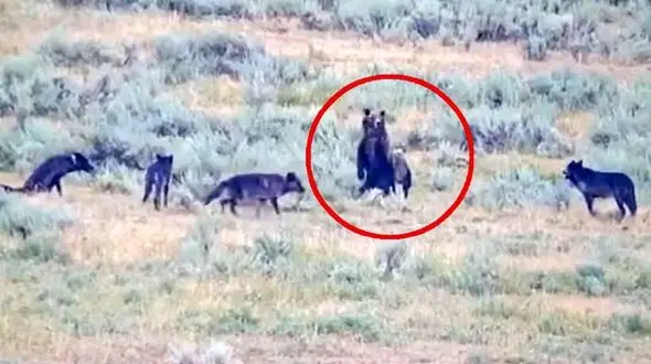 لحظه رویارویی خرس مادر با گله گرگ ها + فیلم