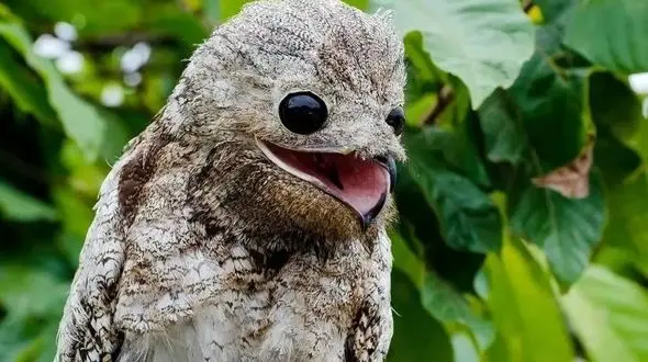 ترسناک‌ ترین پرندگان دنیا؛ آیا جرأت دارید آنها را ببینید؟