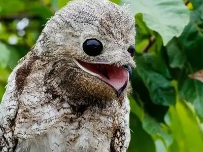 ترسناک ترین پرندگان دنیا؛ آیا جرأت دارید آنها را ببینید؟