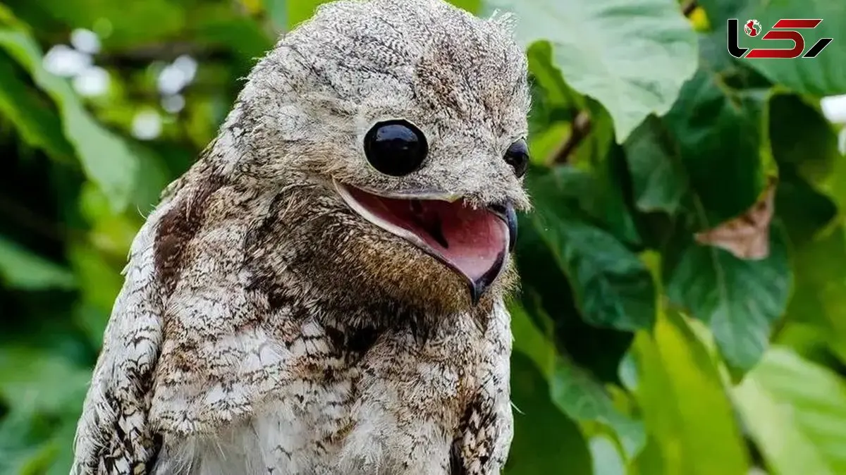 ترسناک ترین پرندگان دنیا؛ آیا جرأت دارید آنها را ببینید؟