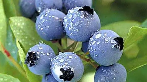  شناسایی یک گونه بومی بلوبری در گیلان 