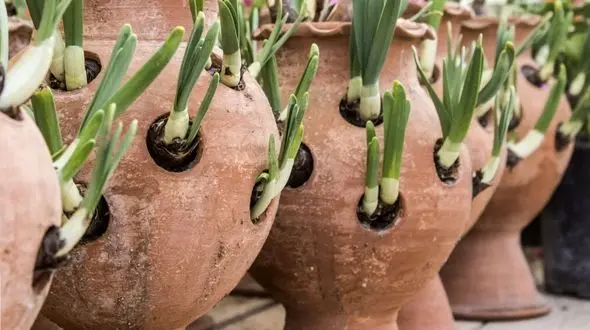 یه روز مبارک، یک روز شاد و یک جشنواره گلباران