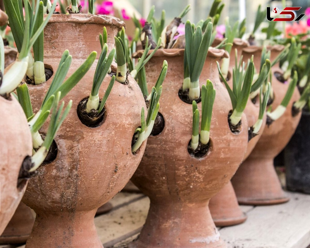 یه روز مبارک، یک روز شاد و یک جشنواره گلباران