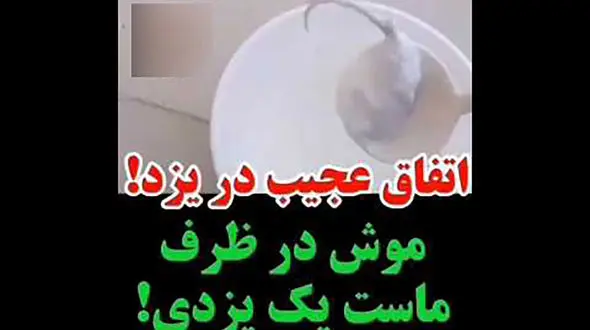 ماجرای موش مرده در ظرف ماست یک یزدی چیست + عکس
