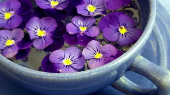 با خوردن این گیاهان بیهوش می شوید