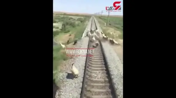 زیر گرفتن یک گله بز توسط قطار + تصویر