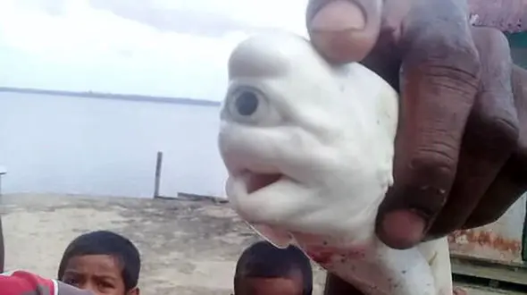 صید کوسه تک چشم در آب های اندونزی + عکس