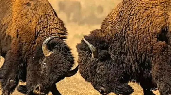 از درگیری بین دو بوفالو تا حمله قوچ به انسان