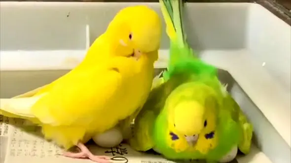 دنیای زیبای خانواده مرغ عشق ها + فیلم