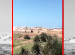 فیلم اسب های آزاد در دل پارک ملی بوجاق