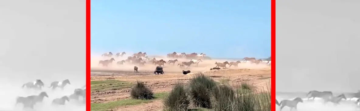 فیلم اسب های آزاد در دل پارک ملی بوجاق