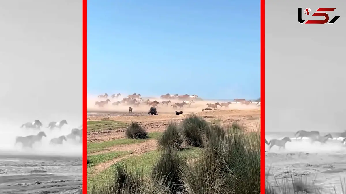 فیلم اسب های آزاد در دل پارک ملی بوجاق