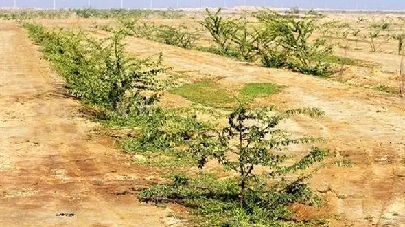 ایجاد کمربند سبز در خوزستان؛اولویتی که مسئولان جدی نمی گیرند!