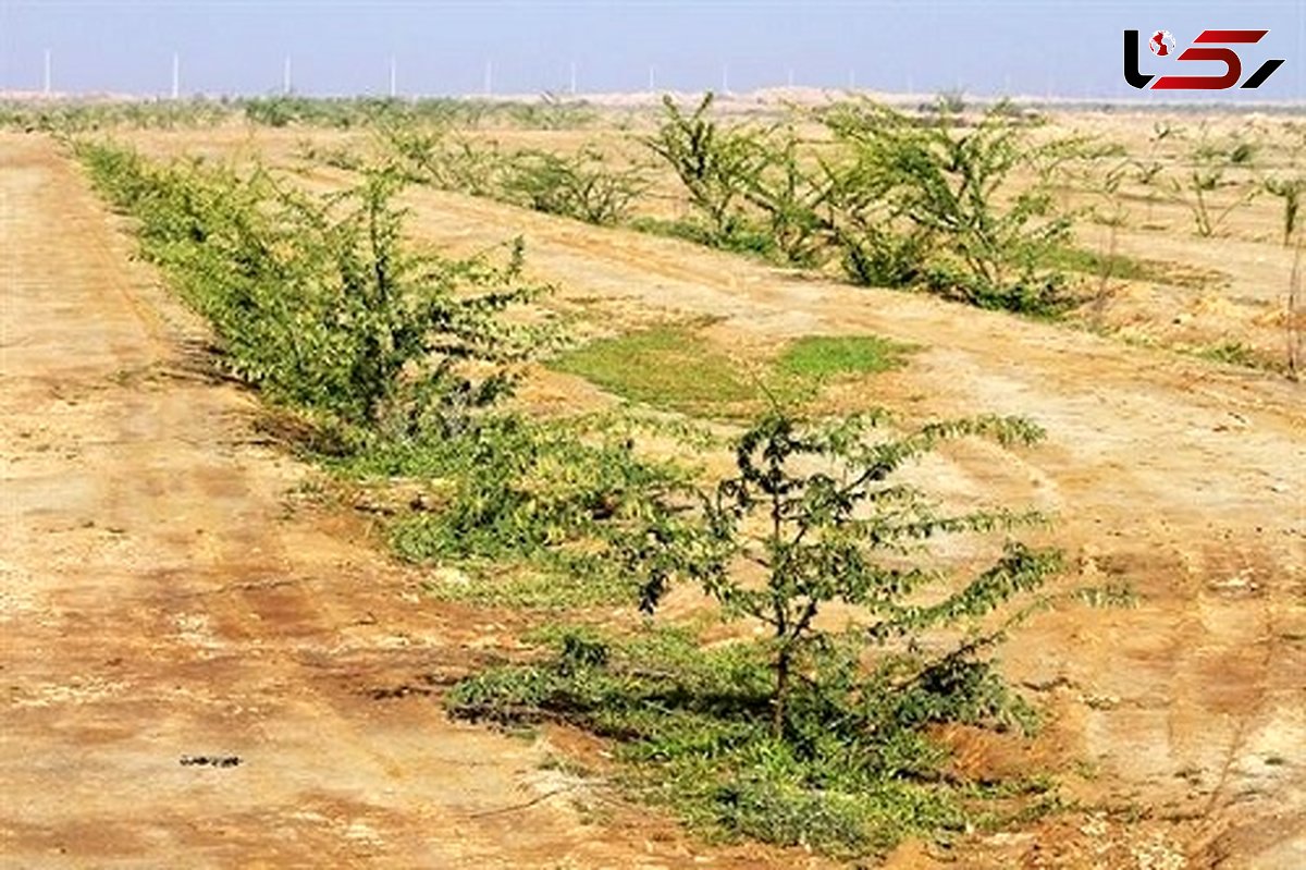 ایجاد کمربند سبز در خوزستان؛اولویتی که مسئولان جدی نمی گیرند!