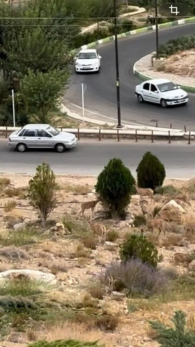 قوچ‌های گرسنه وارد خیابان های شاهرود شدند