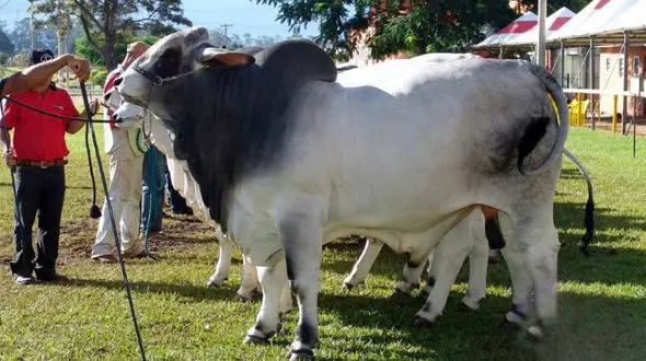 گاوی به نام ترامپ+عکس