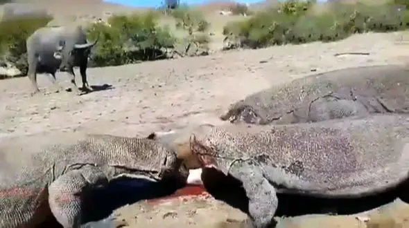 16+ /زنده زنده خوردن  گوساله توسط کومودوها جلوی چشمان پدرش / ناله های دلخراش + فیلم