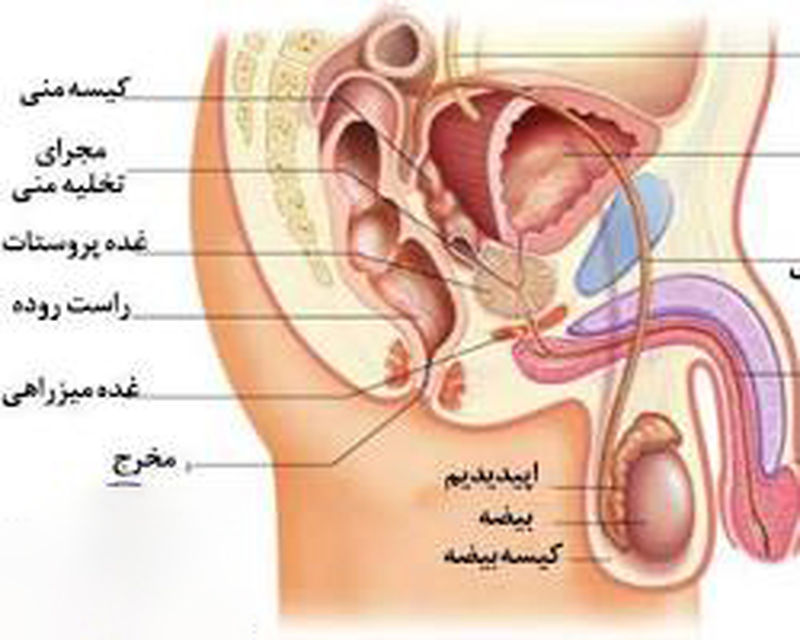 اورولوژی