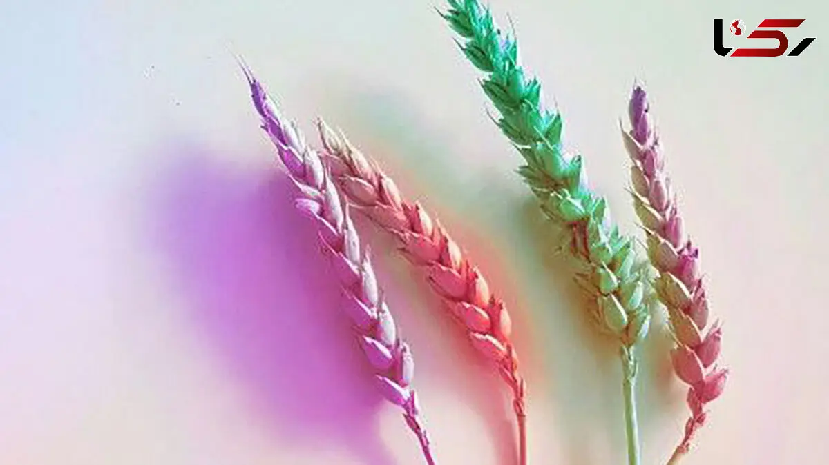 فال و طالع بینی امروز 27 مرداد + فیلم 