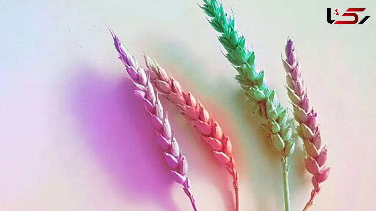 فال و طالع بینی امروز 27 مرداد + فیلم 