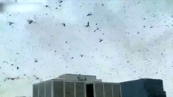 حمله ویرانگر ملخ‌ ها به پایتخت هند + فیلم