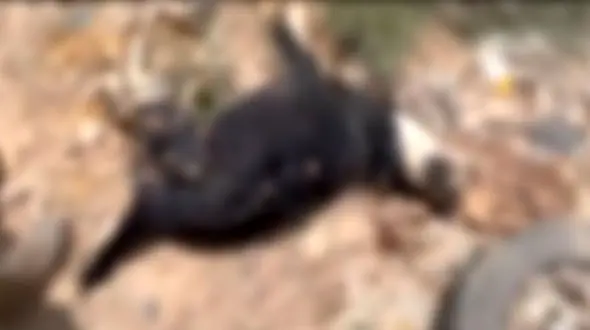 کشتار 1600 سگ در نقاهتگاه دماوند!؟ / مدیرکل محیط زیست تهران: قتل عام سگ های رهاشده غیرقانونی و غیرکارشناسی است + فیلم