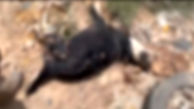 کشتار 1600 سگ در نقاهتگاه دماوند!؟ / مدیرکل محیط زیست تهران: قتل عام سگ های رهاشده غیرقانونی و غیرکارشناسی است + فیلم