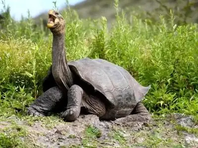 با پیرترین موجودات کره زمین آشنا شوید / عکس