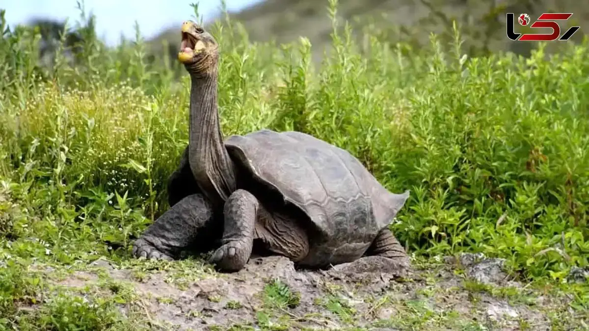 با پیرترین موجودات کره زمین آشنا شوید / عکس