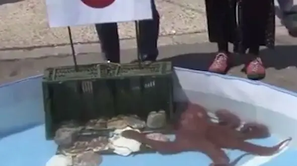  ژاپنی ها اختاپوس پیشگوی مسابقات جام جهانی را خوردند! 