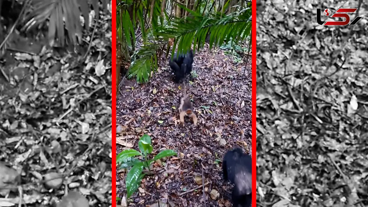 فیلم برخورد خشن شامپانزه ها با یک میمون