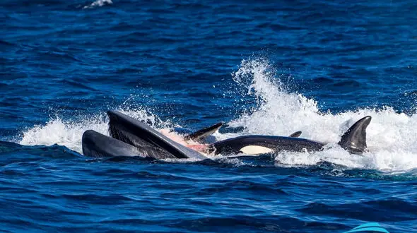 فیلم صحنه‌ای باورنکردنی و نادر/ شکار بی رحمانه نهنگ آبی