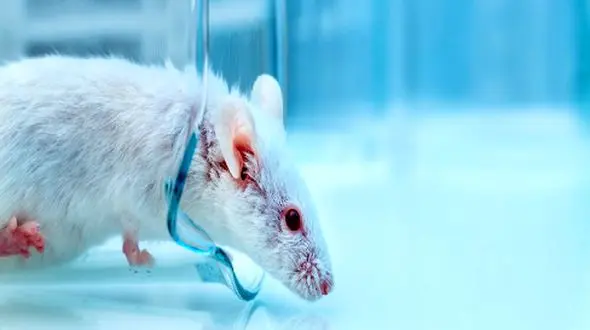 موفقیت آزمایش داروی ضد پیری روی موش‌ ها / گامی به سوی طول عمر بیشتر