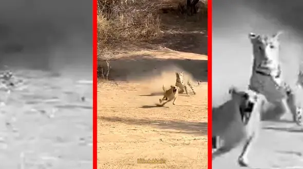 فیلم لحظه تعقیب سگ توسط جگوار